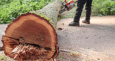 abattage-arbres-et-haies